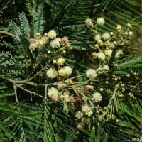 Acacia mearnsii De Wild.